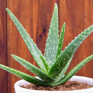 Aloevera