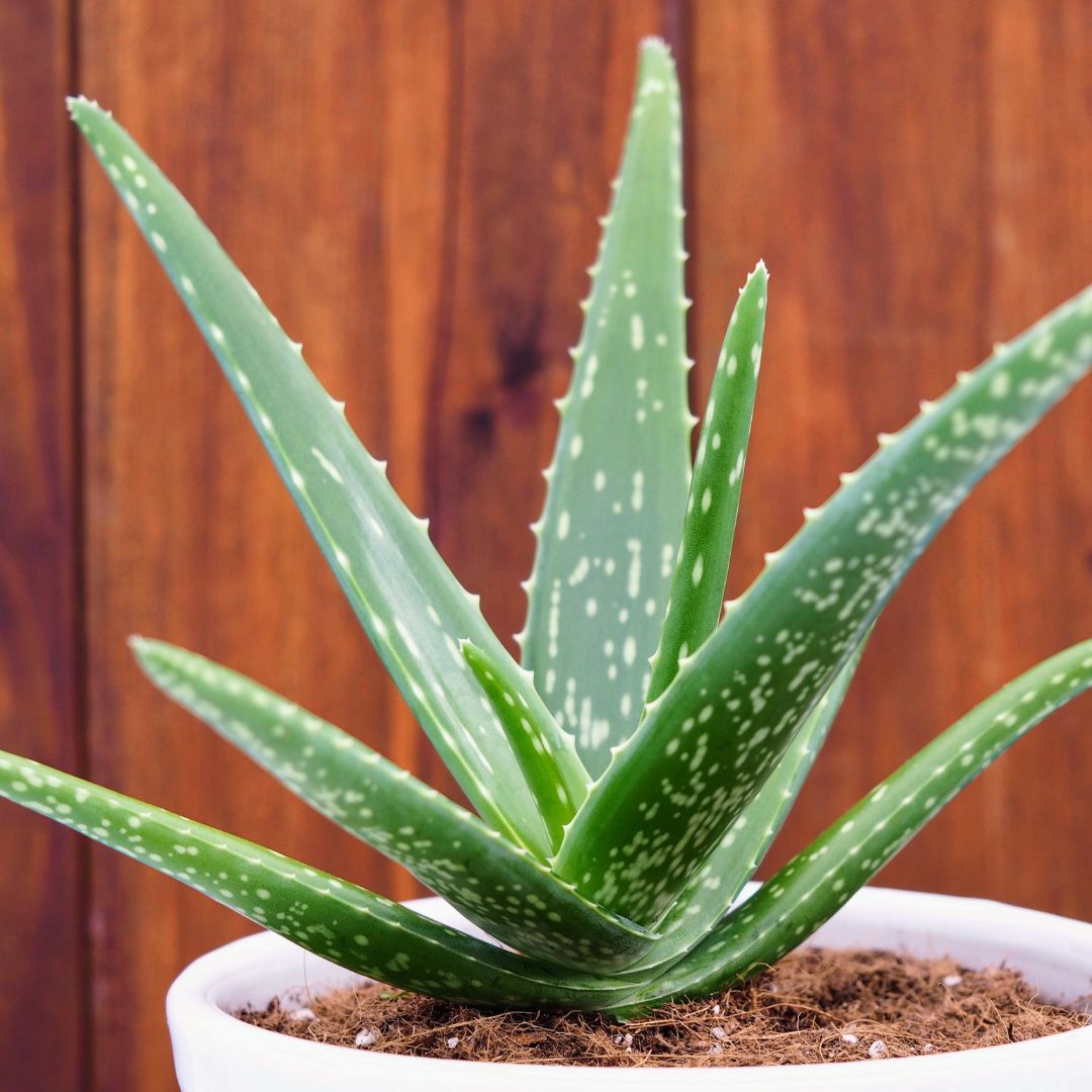 Aloevera