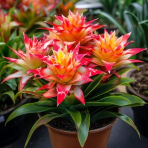 Bromeliad
