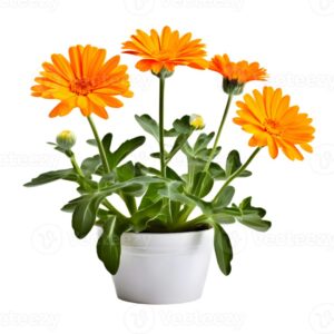 Calendula