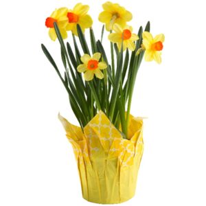 Daffodil
