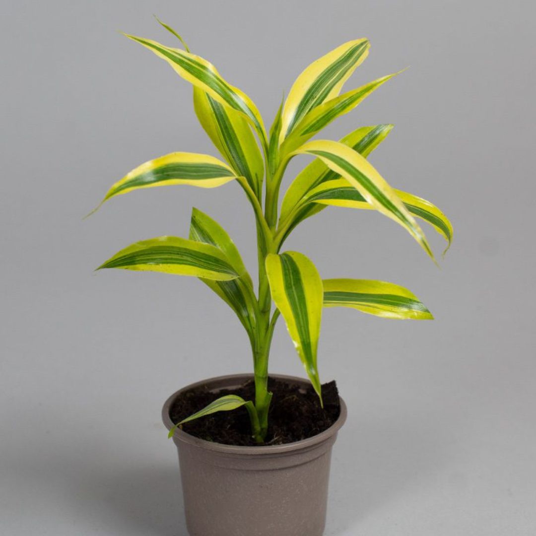 Dracaena