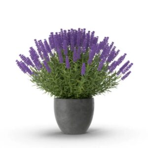 Lavendar