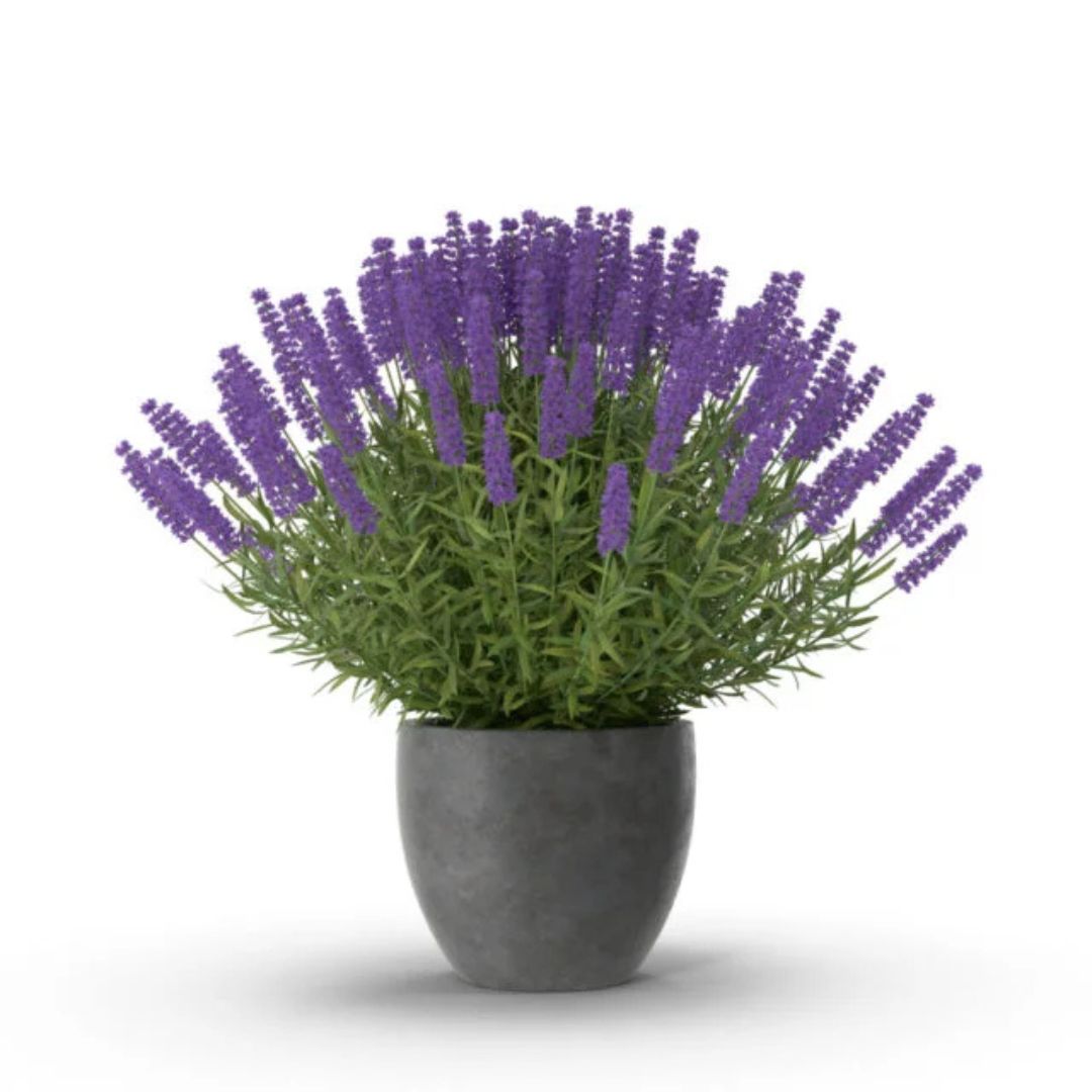 Lavendar