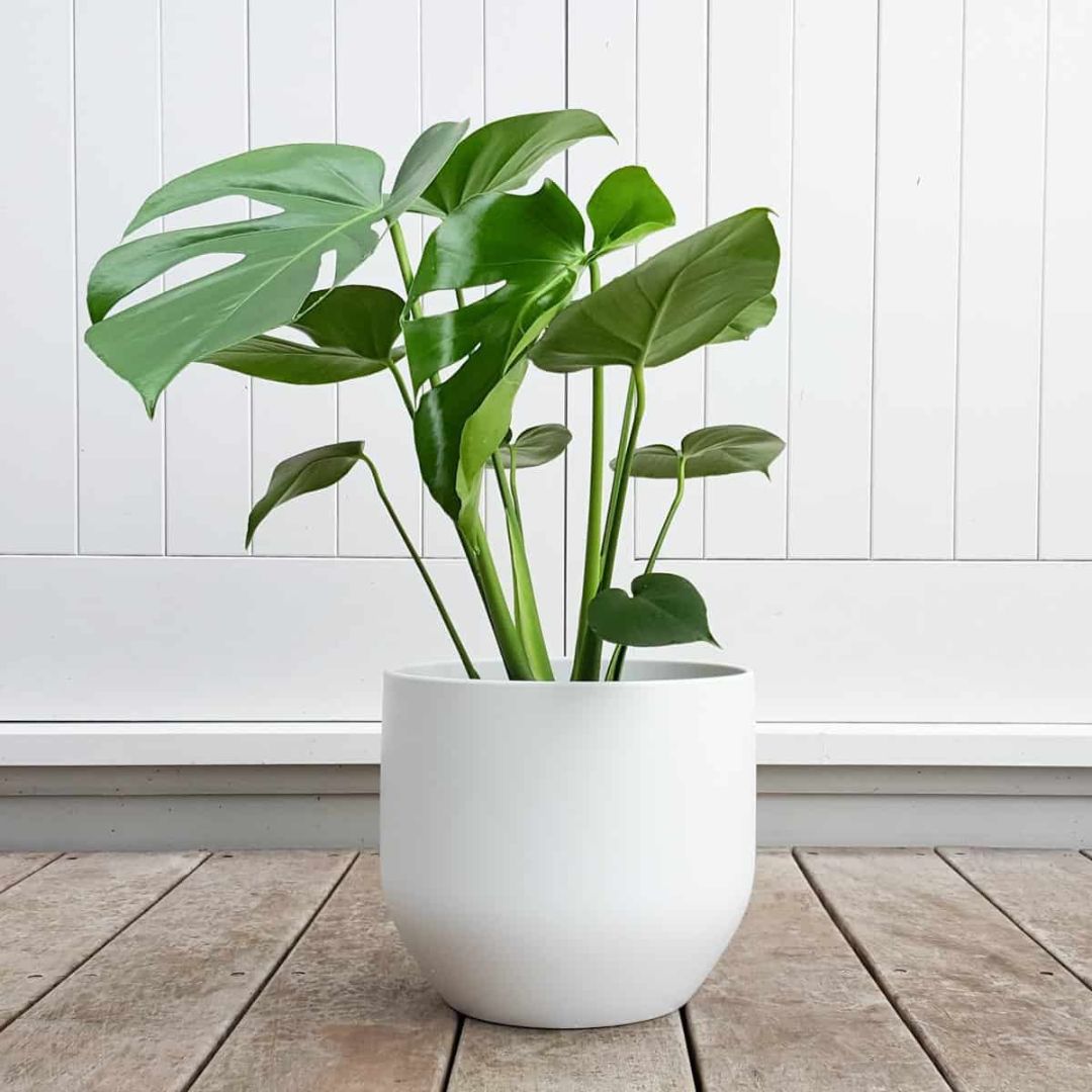Monstera deliciosa