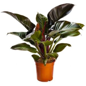 Philodendron